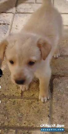 كلاب بلدي للشراء العندو كلب زي دا في القضارف يتواصل معاي أنا بشتريهو منه