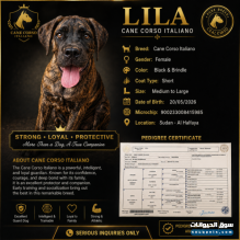 كلب Cane Corso Italiano
